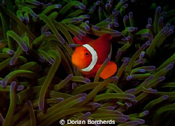 Clown Fish in Green Anemone.I found this Anemone at the e... by Dorian Borcherds 